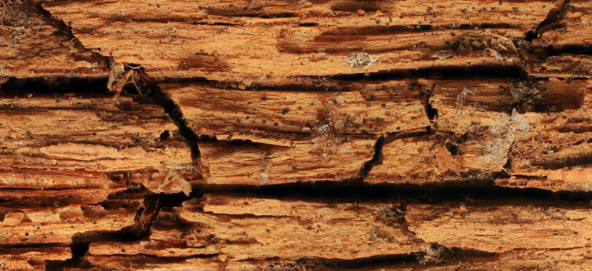 Damp proofing and rot cure